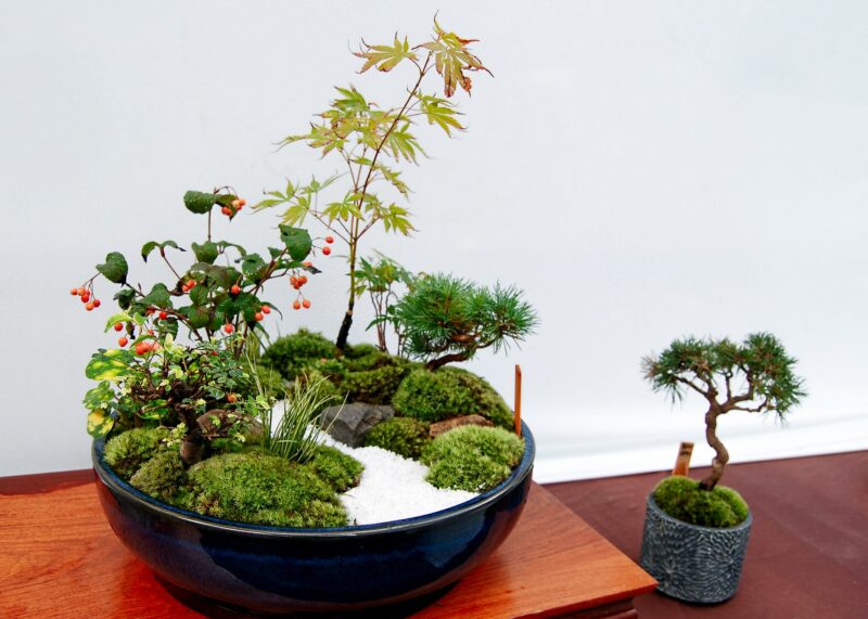 Bonsai tree