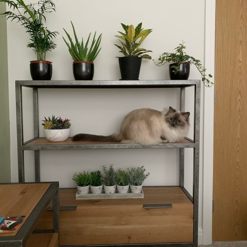 Brooklyn small bookcase featuring an array of plants and a cat perched on the shelf. 