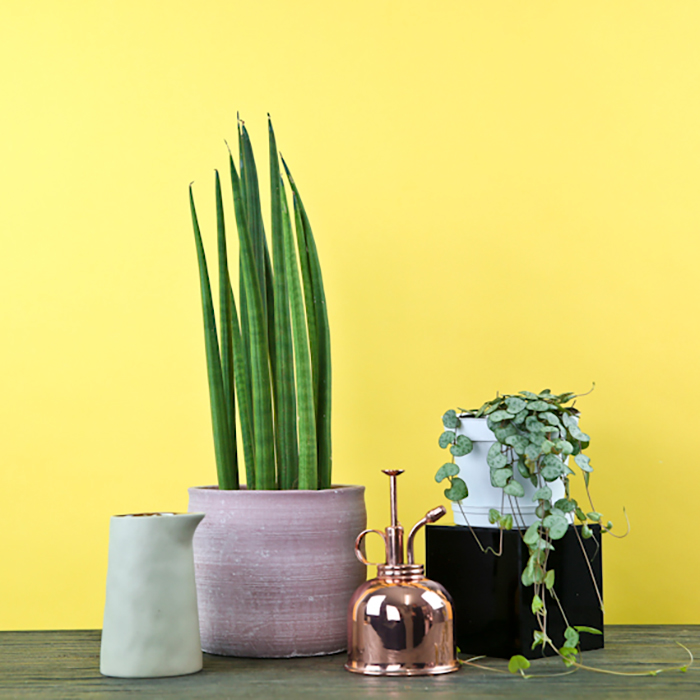 collection of bloombox club plants