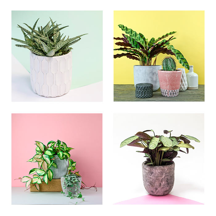 Collage of plants