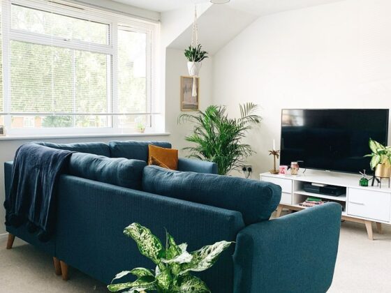 Blue corner sofa in living room full of plants