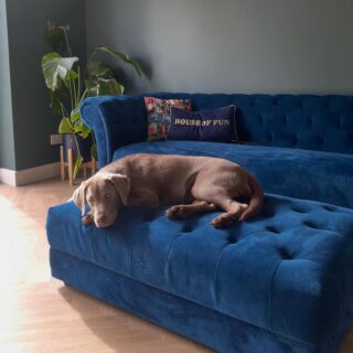 A sofa and footstool-living room furniture-blue velvet chesterfield style sofa and ottoman footstool-patterned cushions-grey blue walls-wooden floor-brown dog-potted houseplant