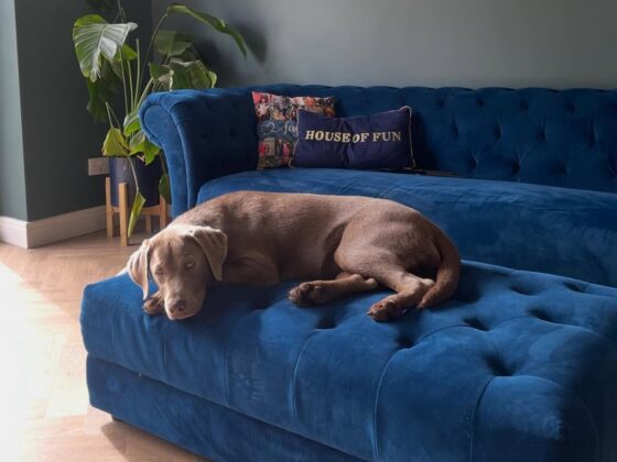 A sofa and footstool-living room furniture-blue velvet chesterfield style sofa and ottoman footstool-patterned cushions-grey blue walls-wooden floor-brown dog-potted houseplant
