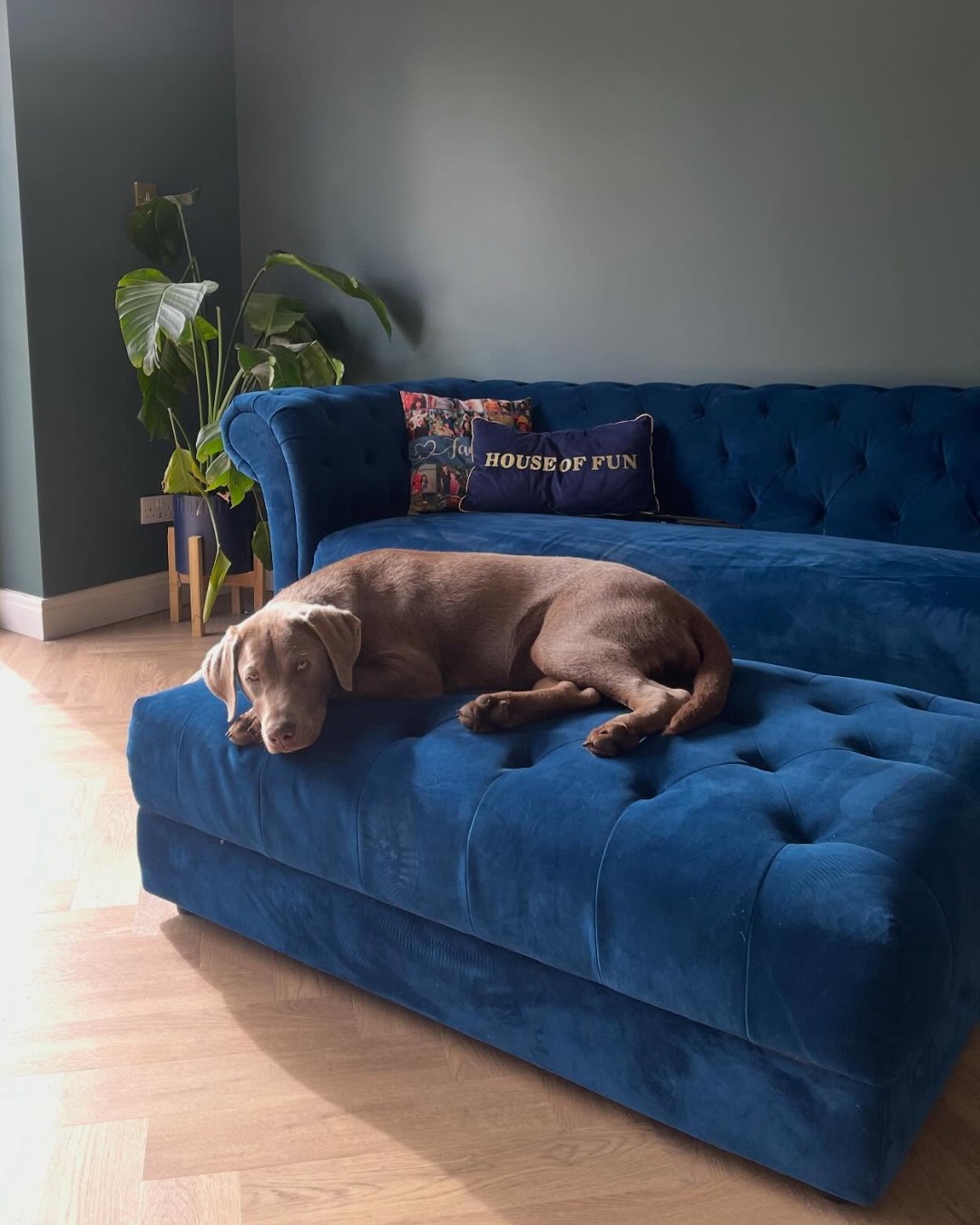 A sofa and footstool-living room furniture-blue velvet chesterfield style sofa and ottoman footstool-patterned cushions-grey blue walls-wooden floor-brown dog-potted houseplant